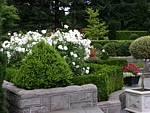 stone planters with boxwood topiary and hedges