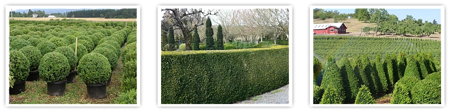 globe topiary, wholesale boxwood, hedges, landscape topiary