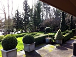 gorgeous boxwood topiary and hedge landscape
