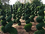 spiral boxwood topiary