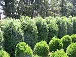 boxwood wholesale hedge and edge