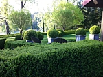 gorgeous boxwood topiary and hedge landscape