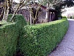lovely boxwood hedge used in landscape