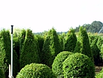 wholesale boxwood topiary and hedge nursery
