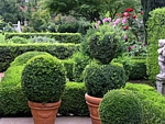stone planters with boxwood topiary and hedges