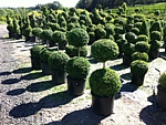 two globe topiary, wholesale boxwood nursery