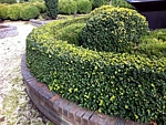 boxwood hedge and topiary